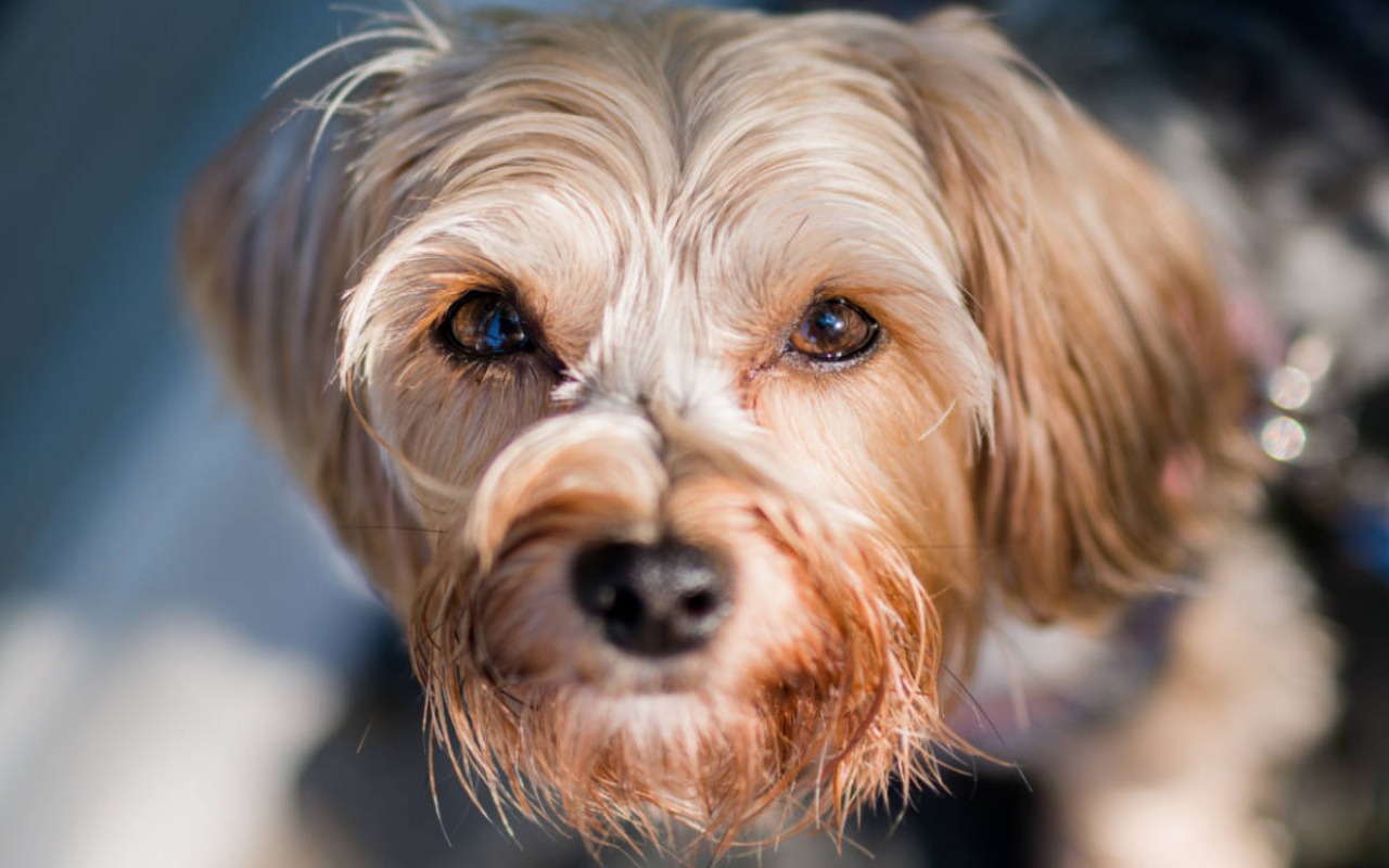 cagnolino con gli occhi dolci