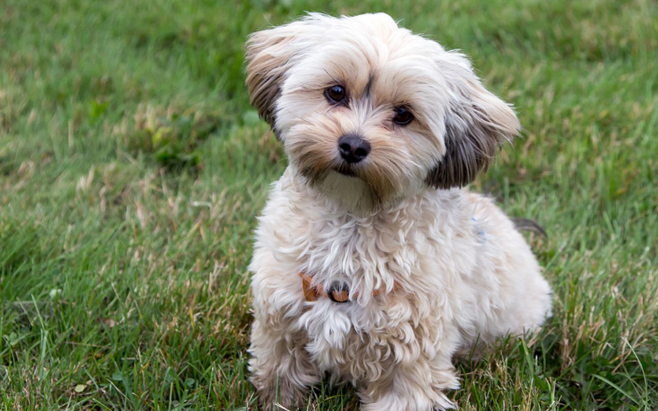 cagnolino sull'erba