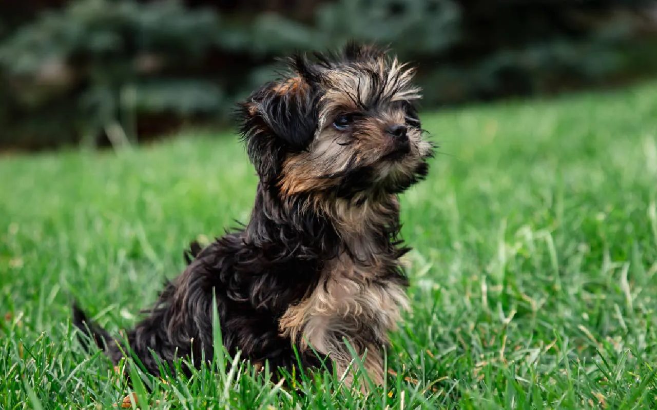 cagnolino sull'erba