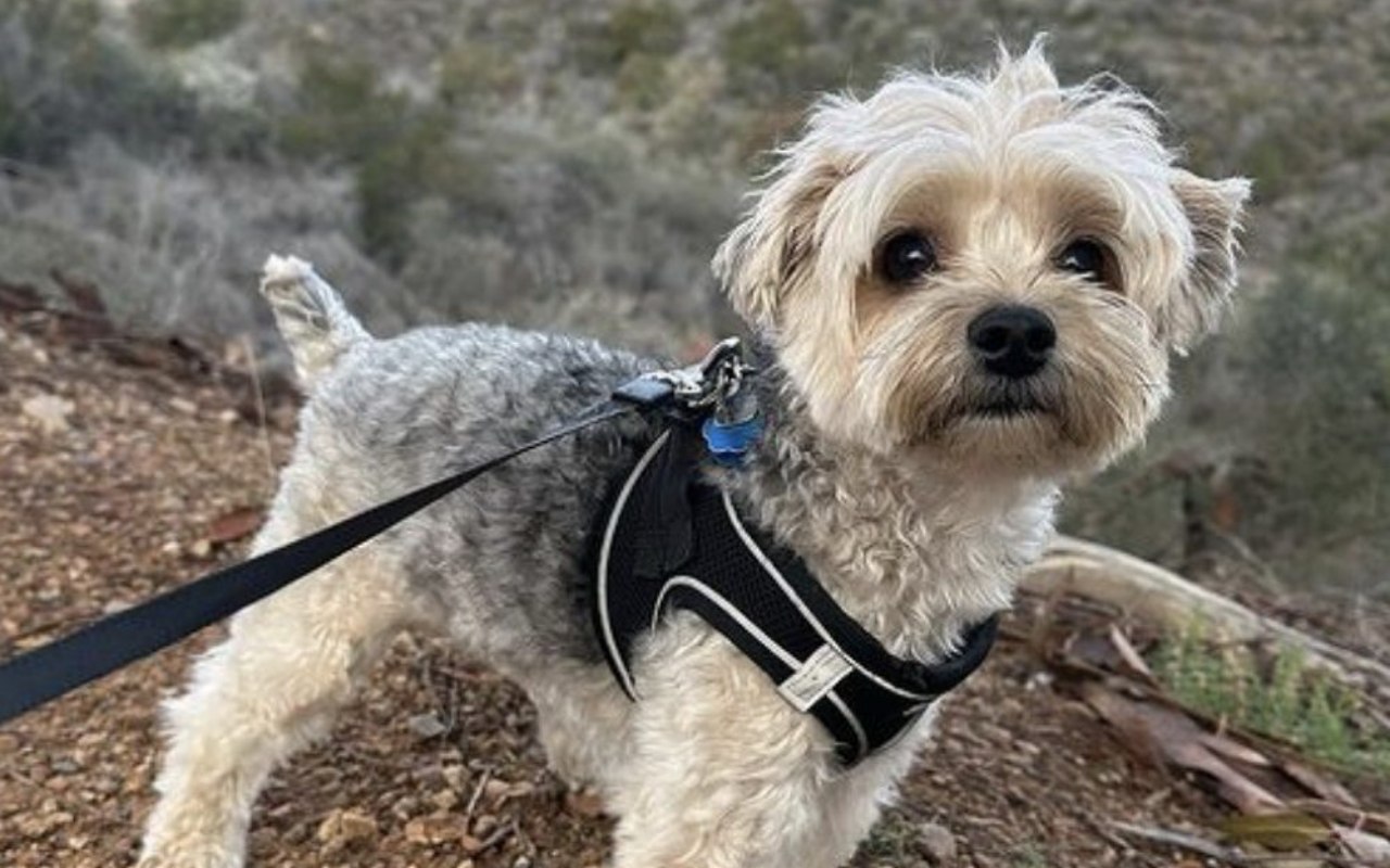 cagnolino al guinzaglio