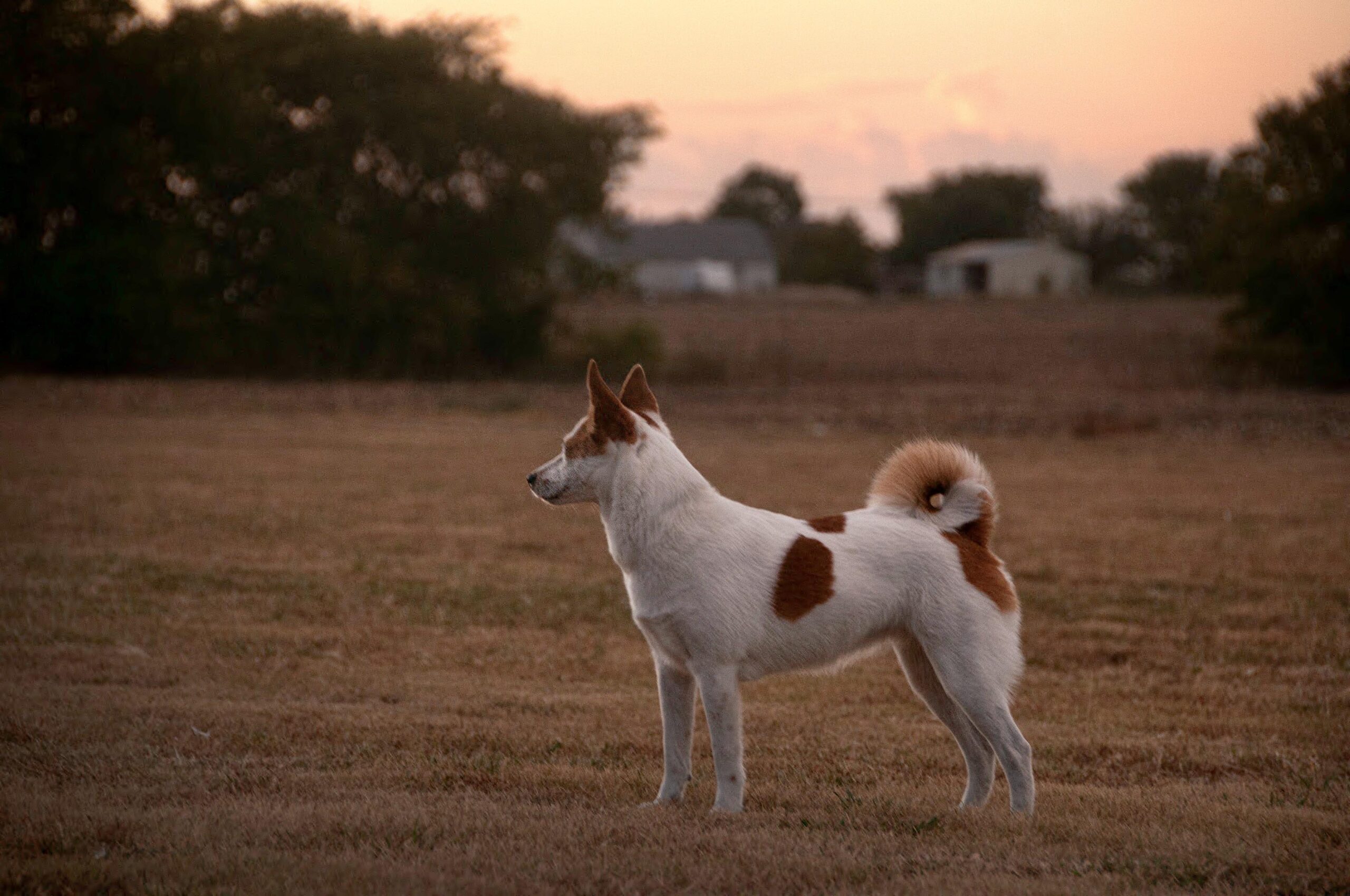 cane in una prateria