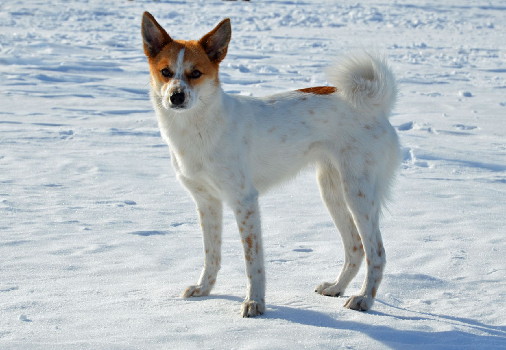 cane che sta sulla neve