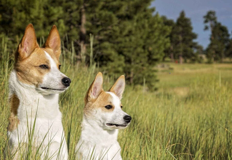 Norrbottenspets carattere: tutto su temperamento e indole