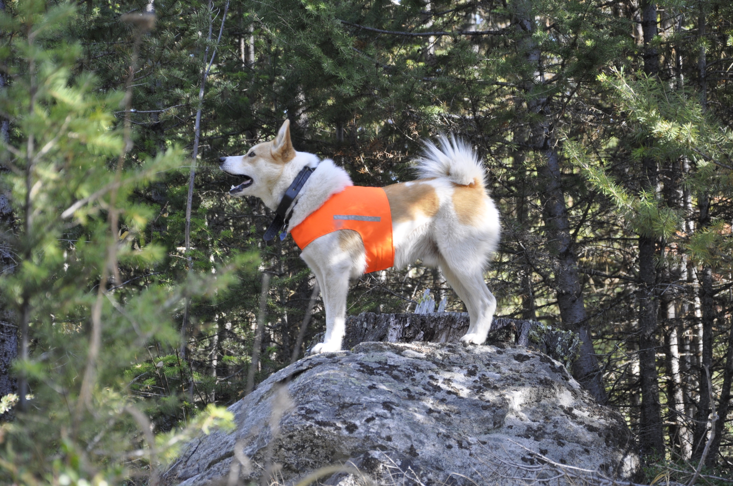 cane con pettorina nel bosco