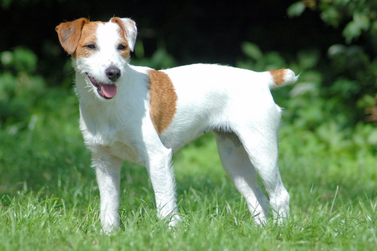 Parson Russel Terrier