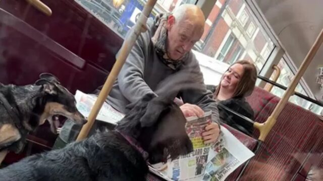 Passeggero con due cani sull’autobus mette dei giornali sui sedili per far sedere gli animali