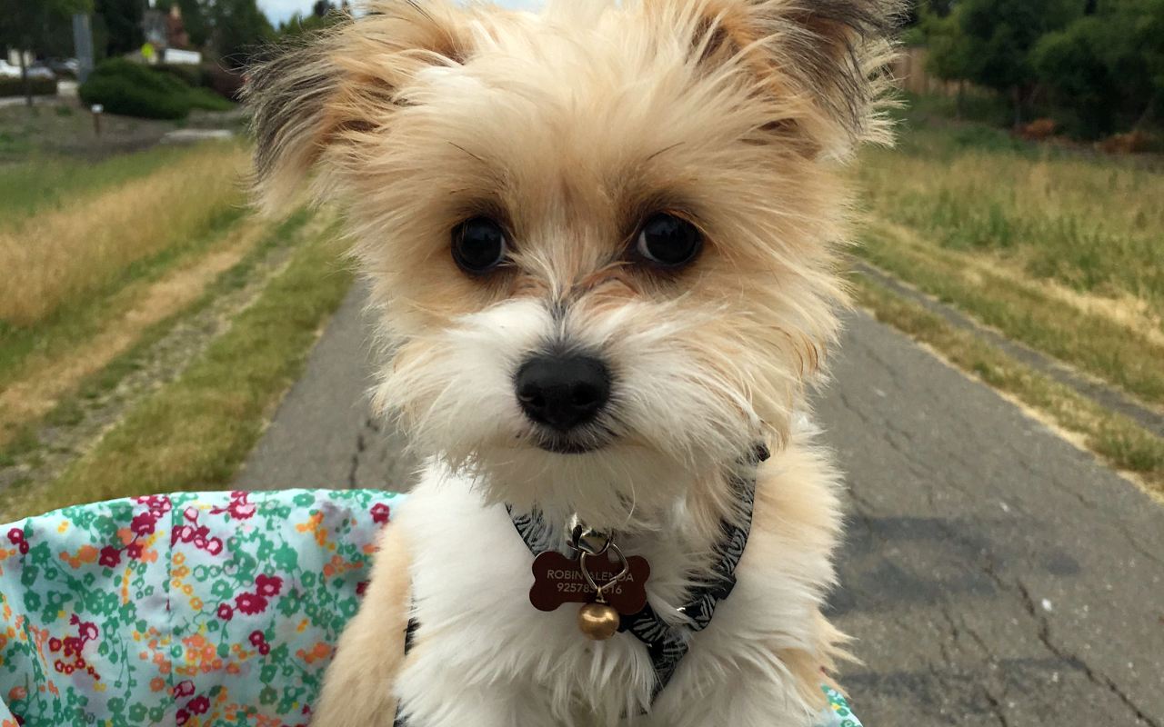 cagnolino in bicicletta