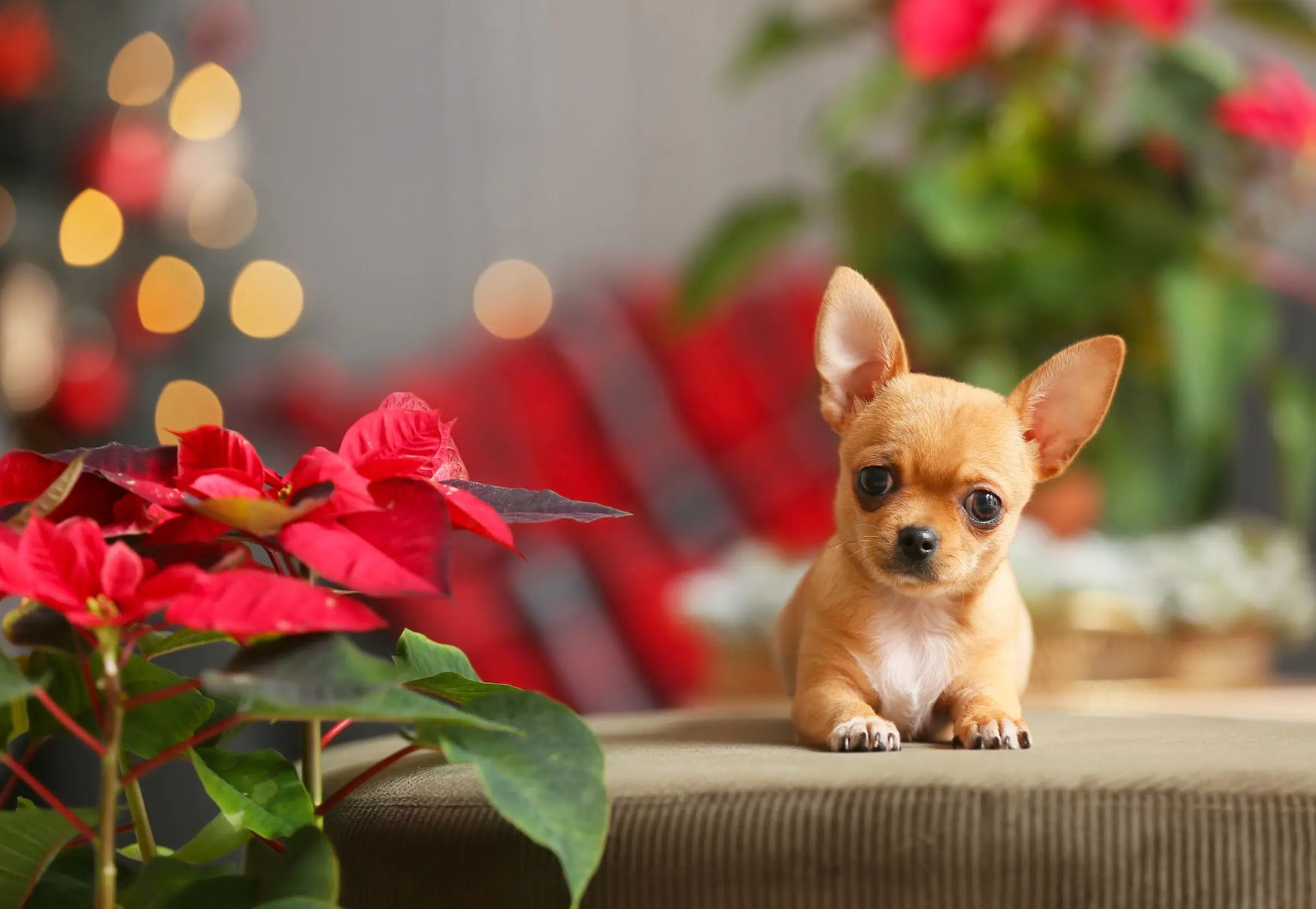 cane e stella di natale