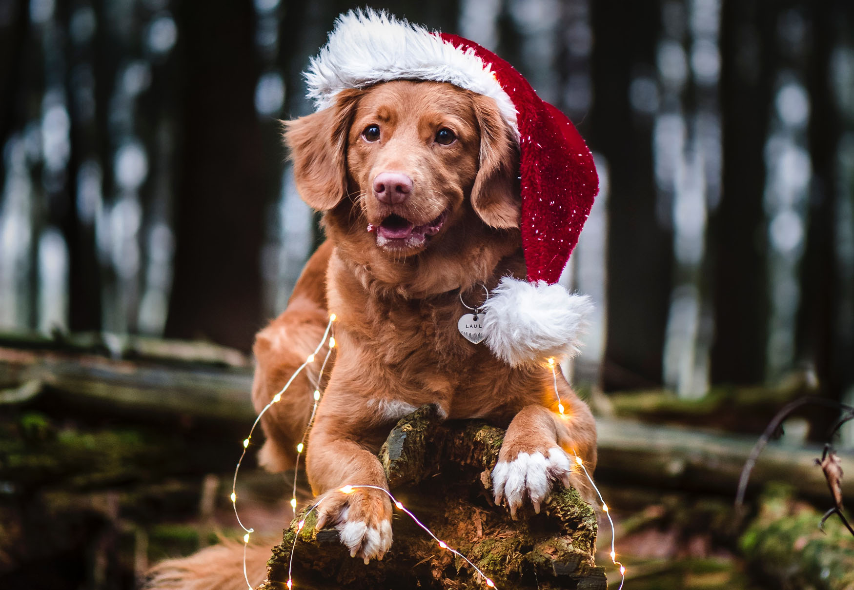 cane con cappello da babbo natale