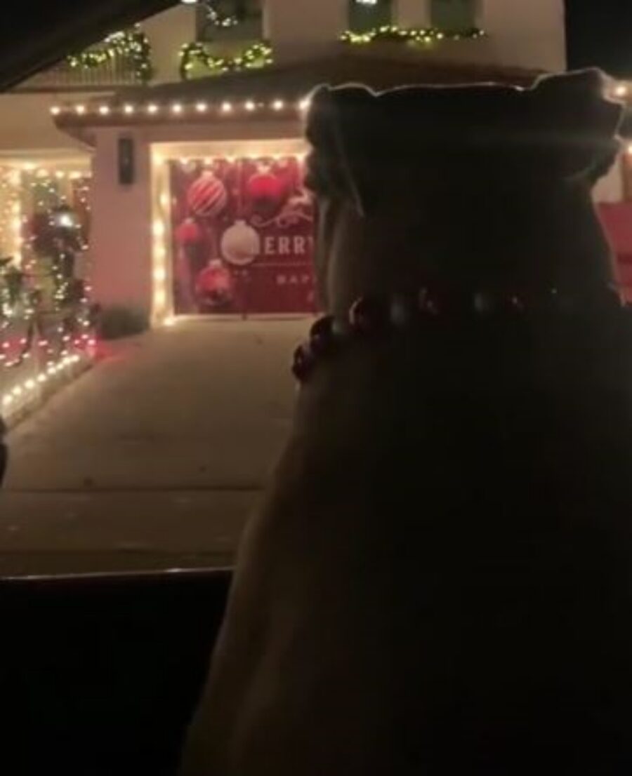 un cane che guarda le luci di natale