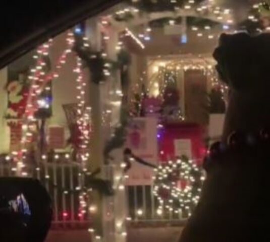 Il modo in cui il Pitbull apprezza le luci di Natale fa sciogliere il cuore di tutti