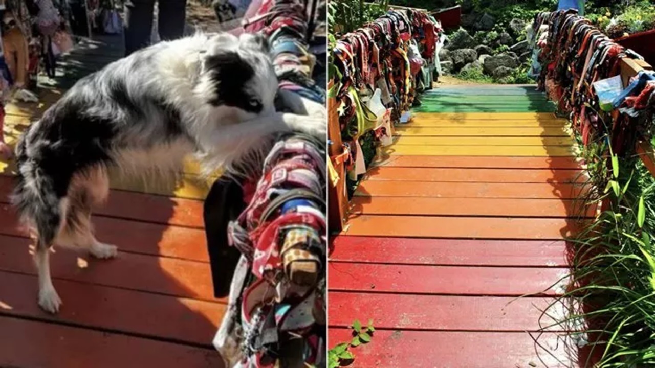 Cane sul ponte dell'arcobaleno