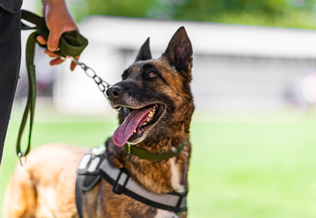 Quand’è che il cane comincia a imparare?