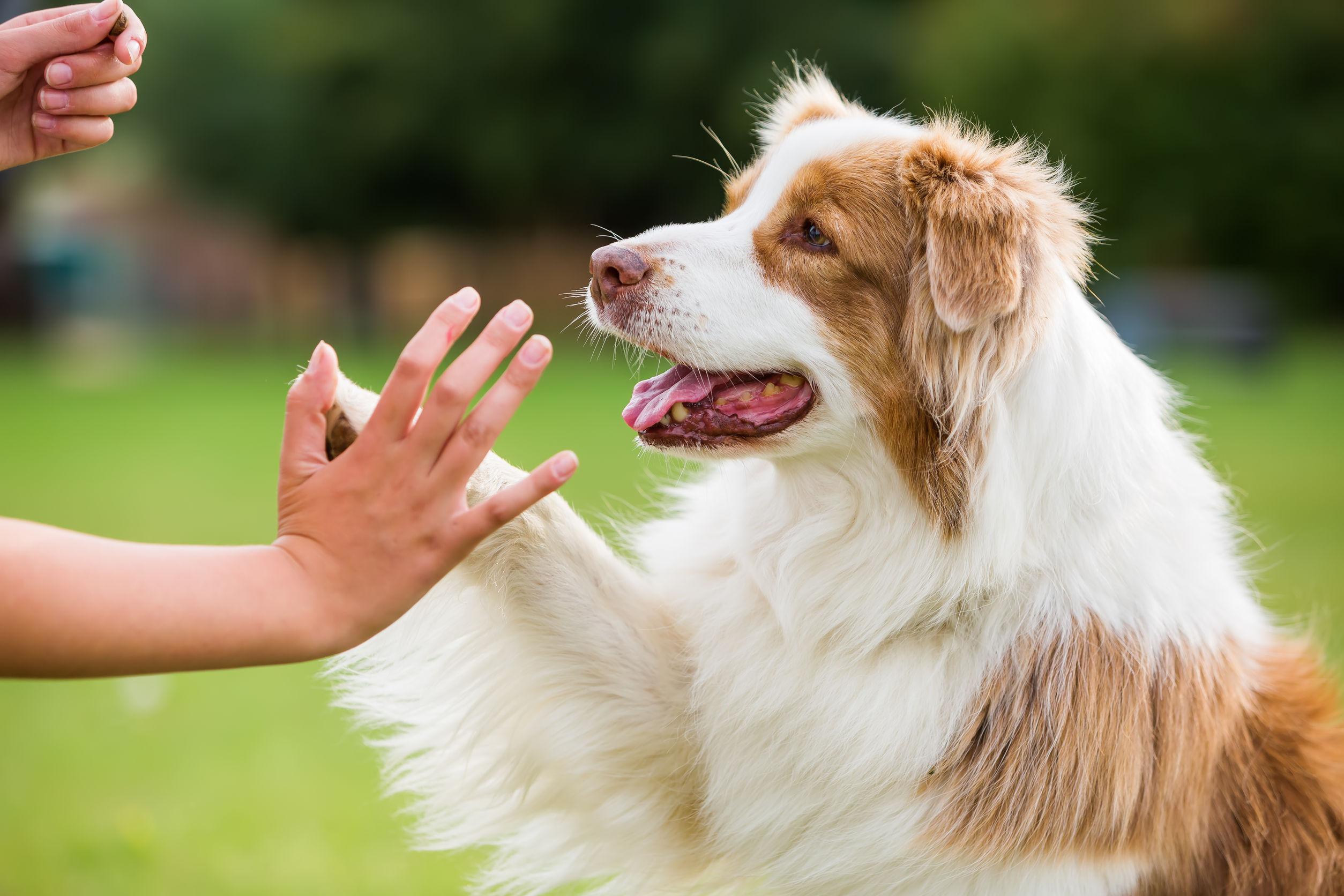 cane batte il cinque