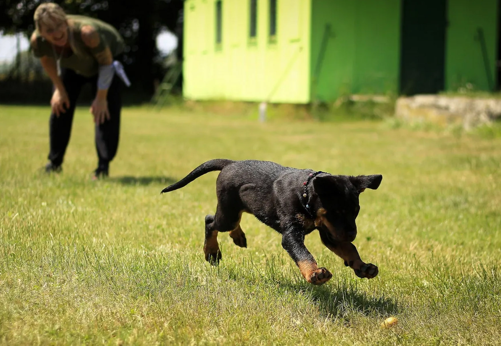 cane corre a prendere la palla