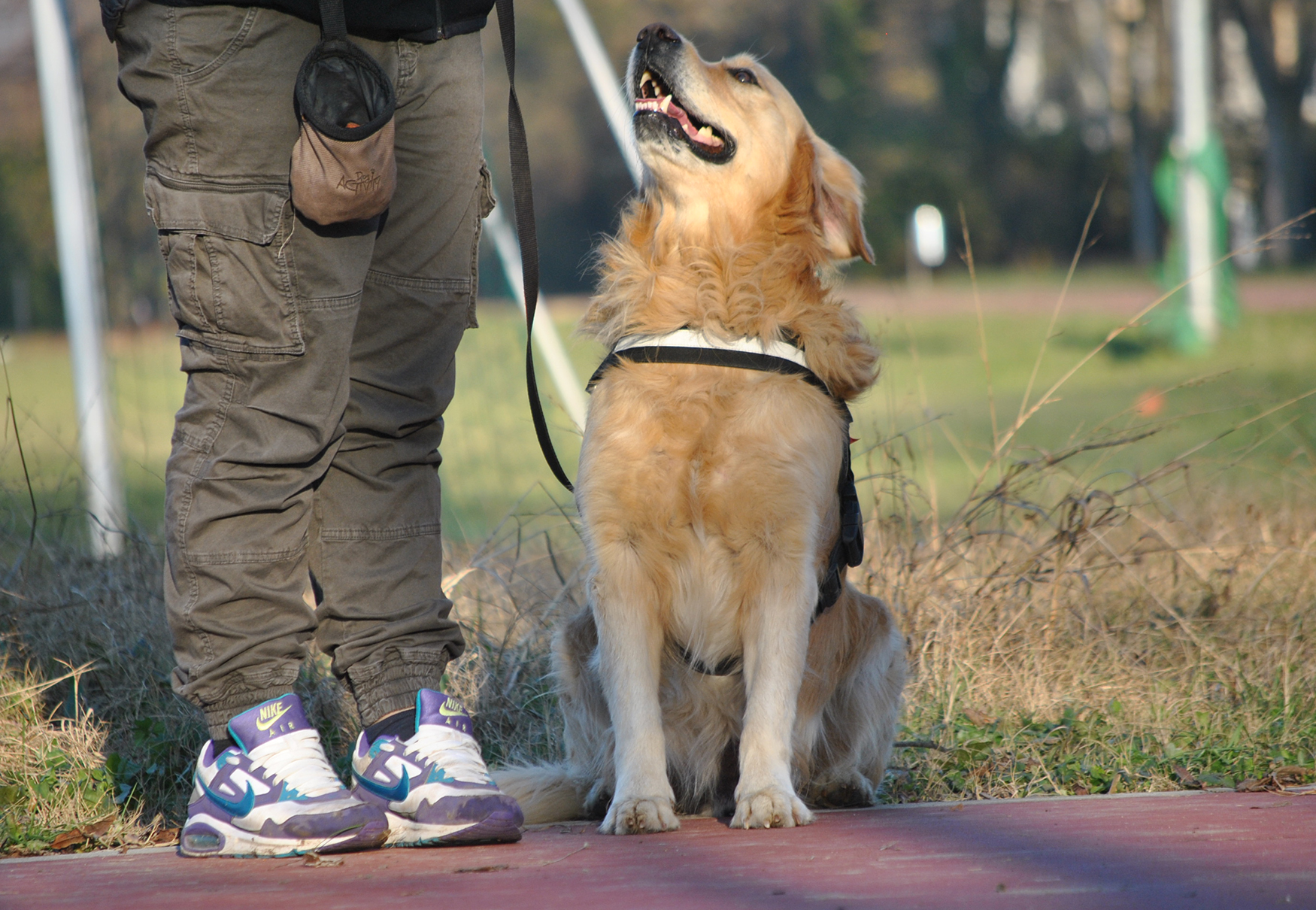 cane in addestramento