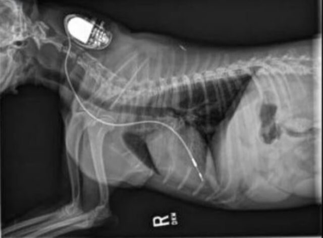 I pacemaker umani possono salvare i cani: donarli a loro potrebbe cambiare le loro sorti (e allungargli la vita)