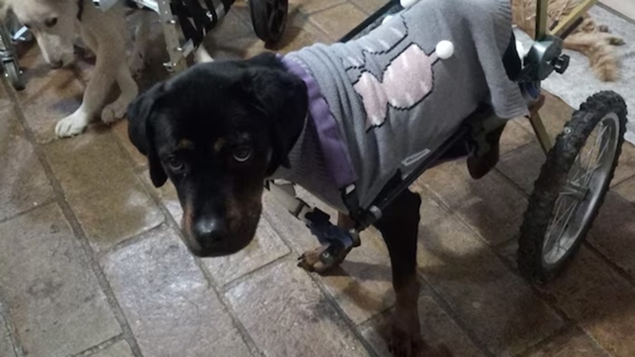 Rottweiler con il cappottino