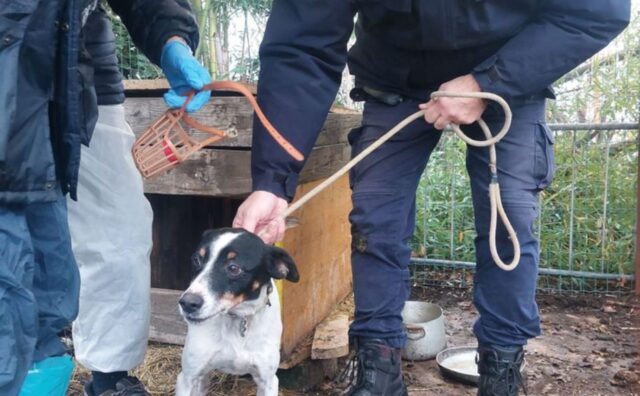 Li hanno tolti da una situazione di disagio estremo: in Italia è scattata la maxioperazione per salvare 24 cani