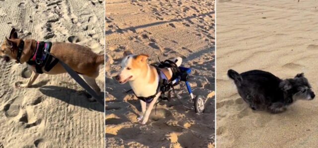 Tre cani disabili con due zampe sono fonte di ispirazione per tutti quanti