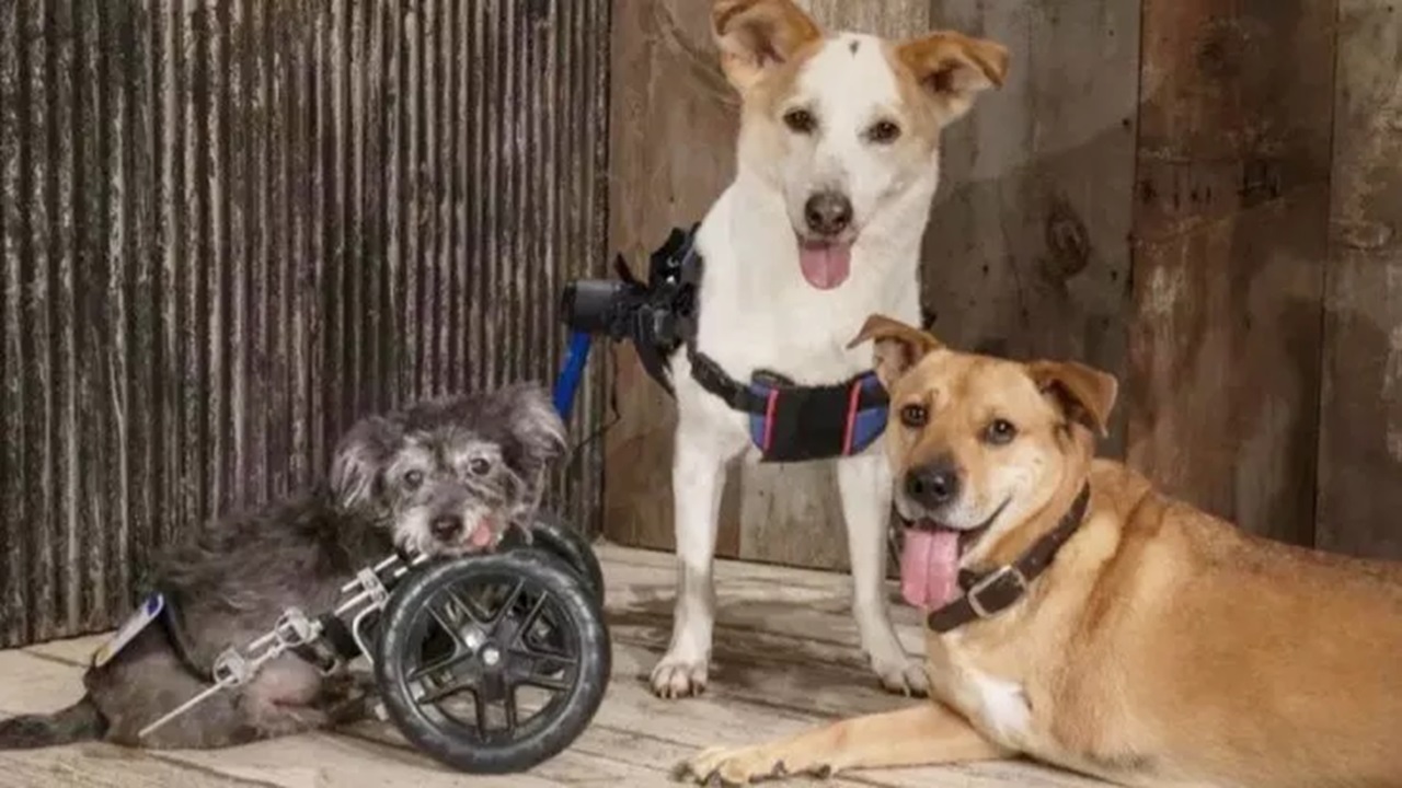 Tre cani disabili con due zampe