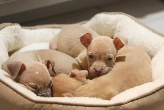 Un vero miracolo: questi tre cuccioli denutriti e sporchi sono stati tirati fuori da un bidone della spazzatura