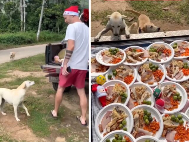 È il momento: quest’uomo organizza una cena di Natale per tutti i cani randagi che cura