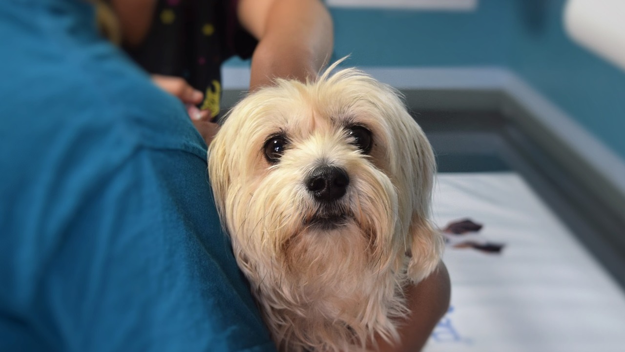 Cane in braccio al veterinario