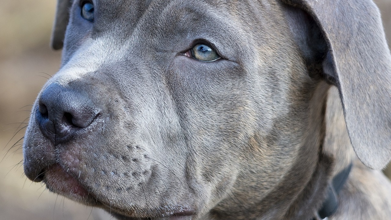 Cane dallo sguardo triste