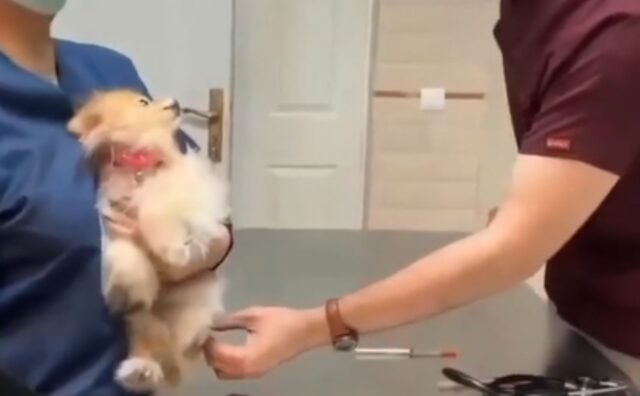 Un vero attore: questo Volpino di Pomerania sa bene come fare la vittima (VIDEO)