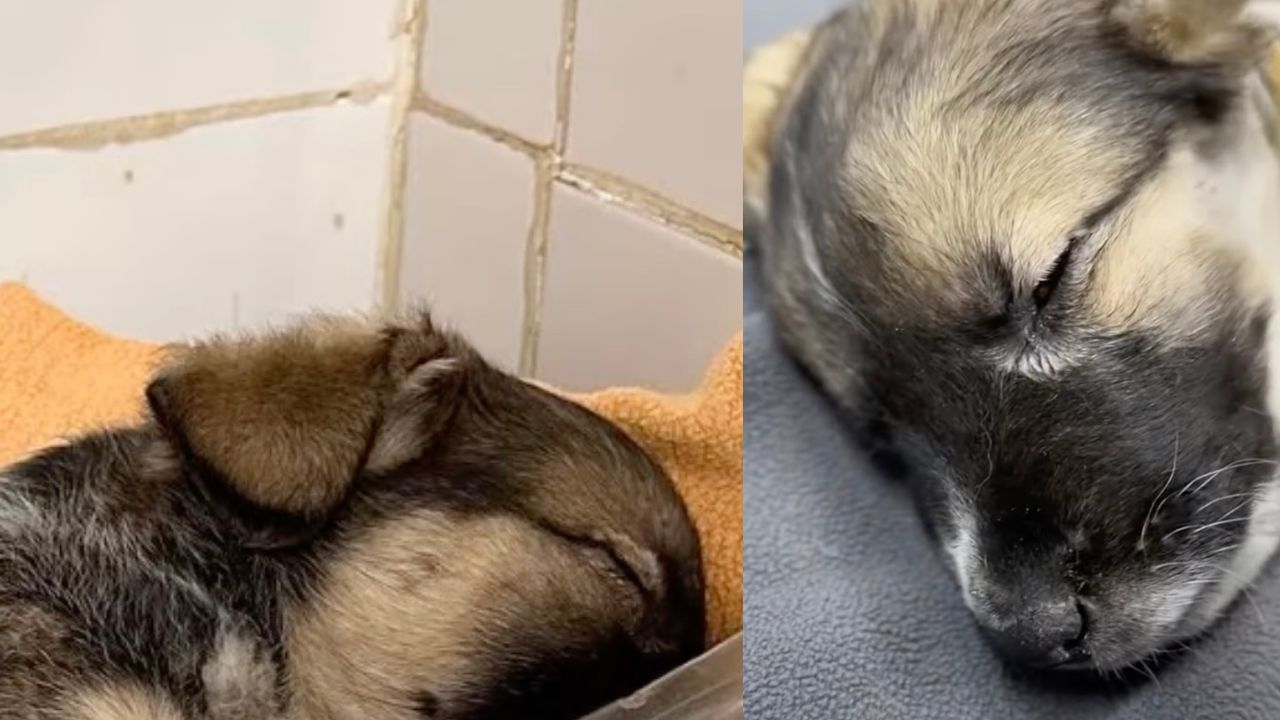 Cucciolo di cane bisognoso di aiuto