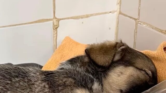 Abbandonato dal padrone, il cucciolo di cane non aveva né una mamma né amore: lo hanno trovato così – Video