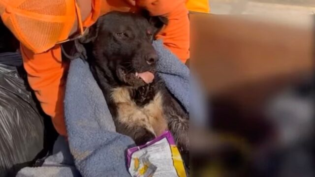 Abbandonato e distrutto, questo cane è stato lasciato nella spazzatura ed era quasi in procinto di arrendersi – Video