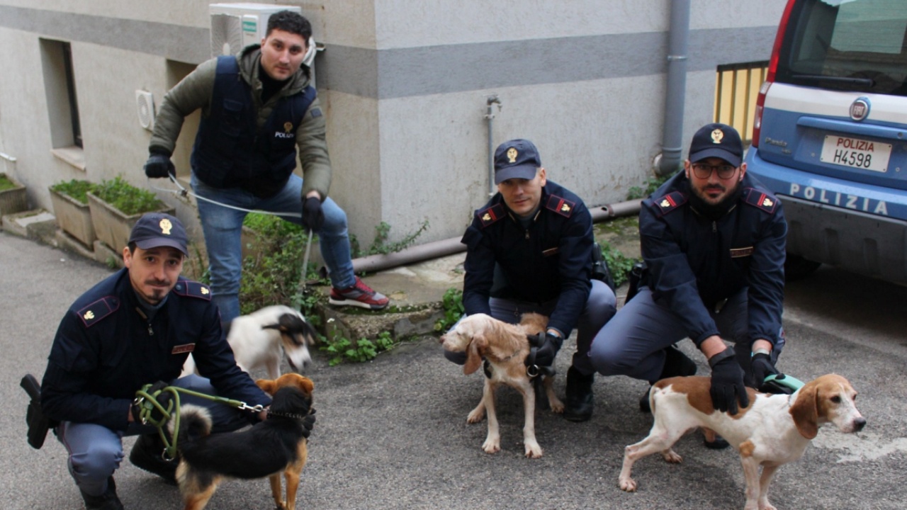 Caltanissetta salvati 12 cani denutriti