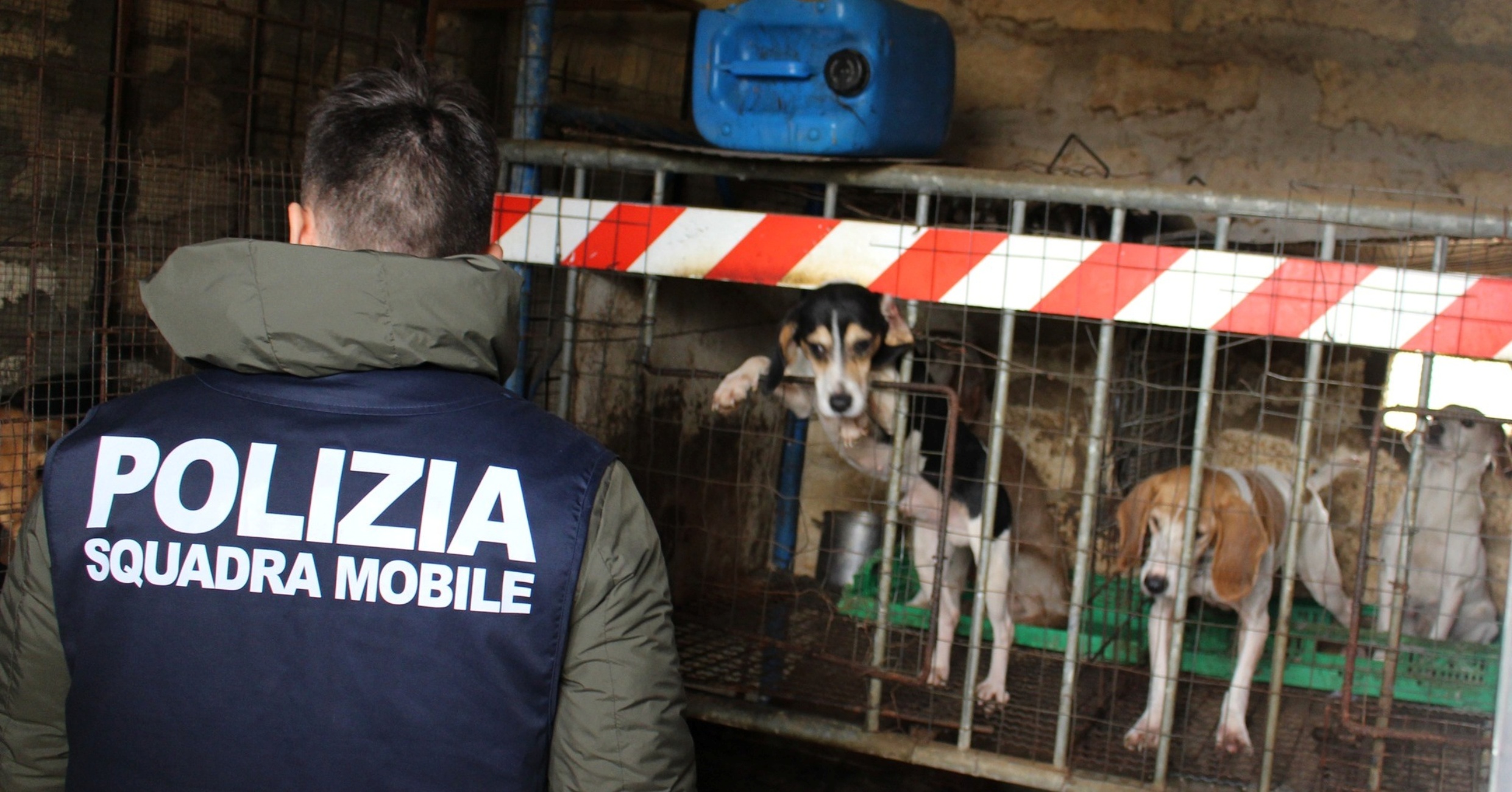 Caltanissetta salvati cani maltrattati