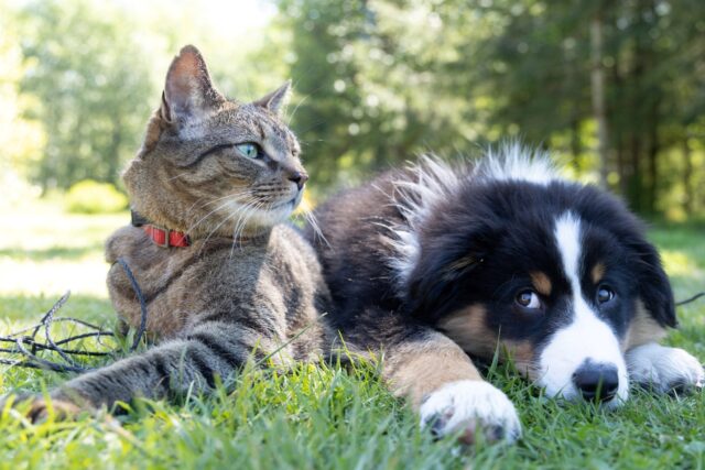 Bonus per animali domestici: come richiedere le agevolazioni se possiedi un cane