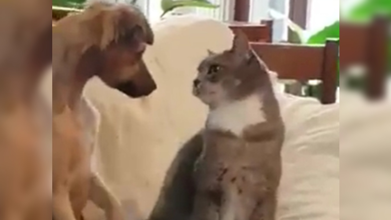cane e gatto sul divano