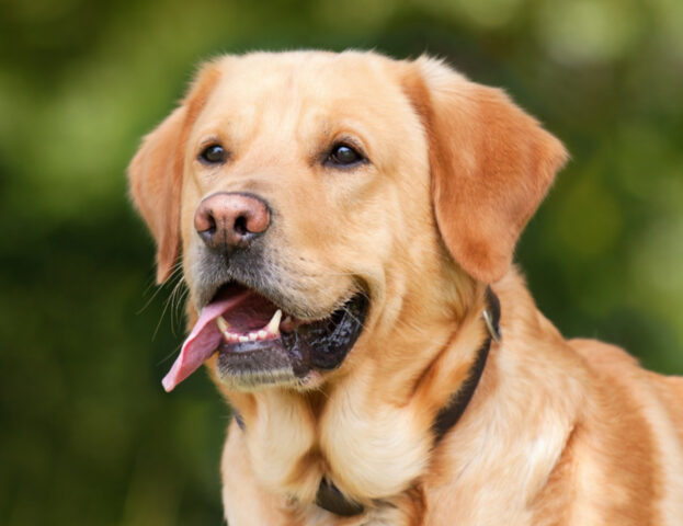 Dei ricercatori hanno trovato nuove “armi” per curare i nostri amatissimi cani