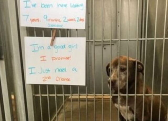 Dopo 7 anni in rifugio la vita della cagnolina si è trasformata e lei è diventata un’altra, è finalmente felice