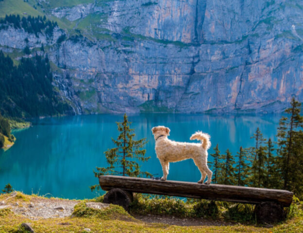 E tu sapevi che il tuo cane può avere un impatto negativo sugli ecosistemi che visita?