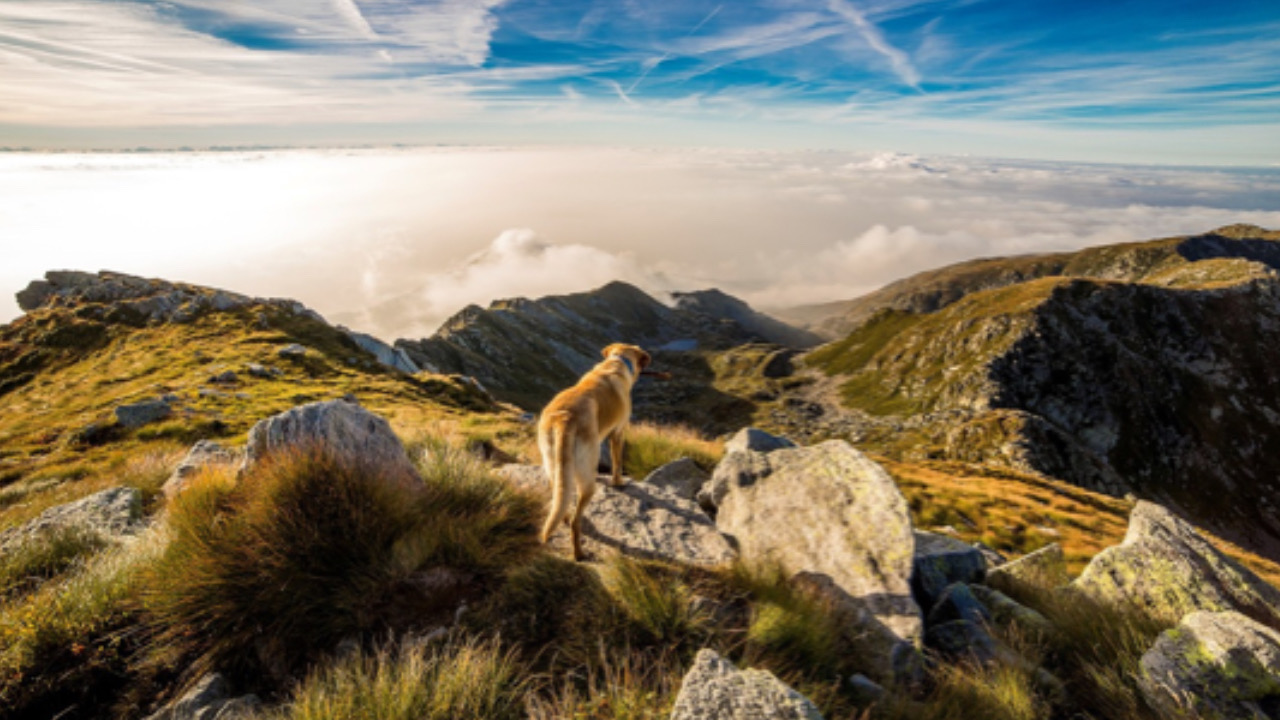 Cane guarda il panorama