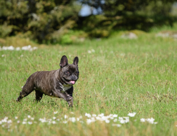 E tu sapevi che la vita dei nostri amatissimi cani adesso è più lunga che mai?