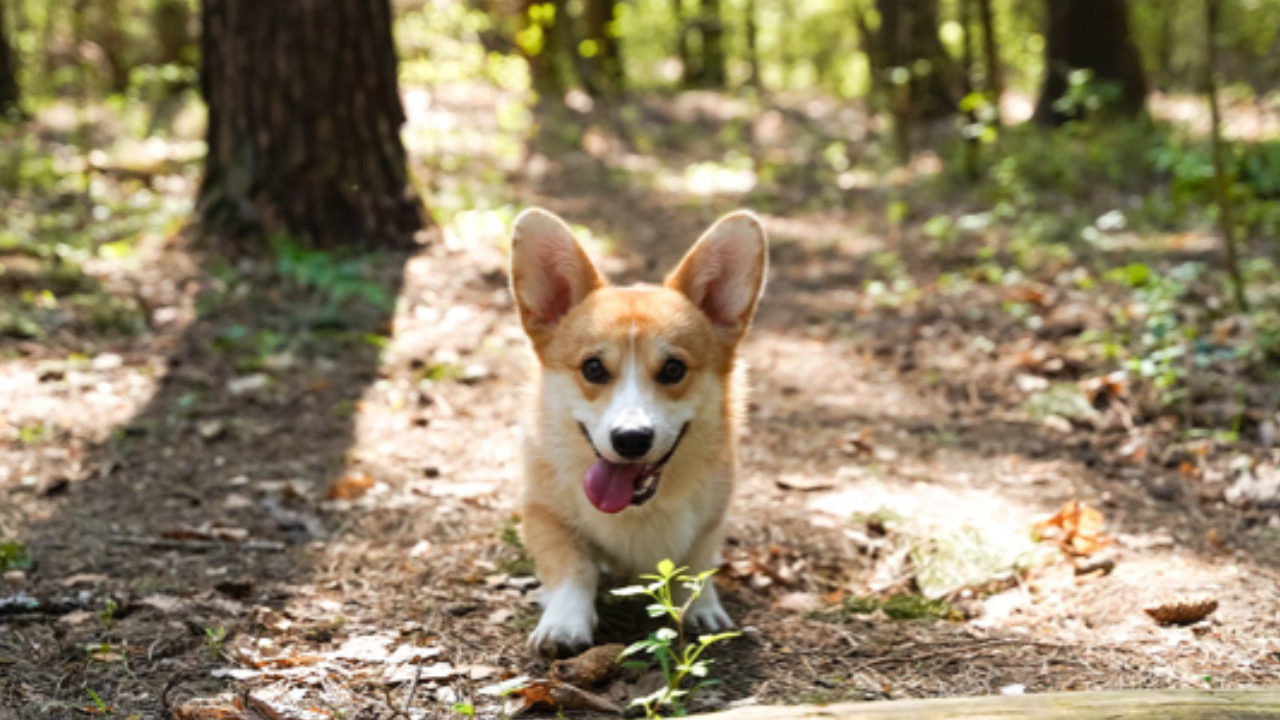 Cane corre veloce