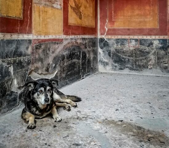 Era la mascotte di Pompei: l’Italia dice addio ad Argo, il cane simbolo del parco archeologico