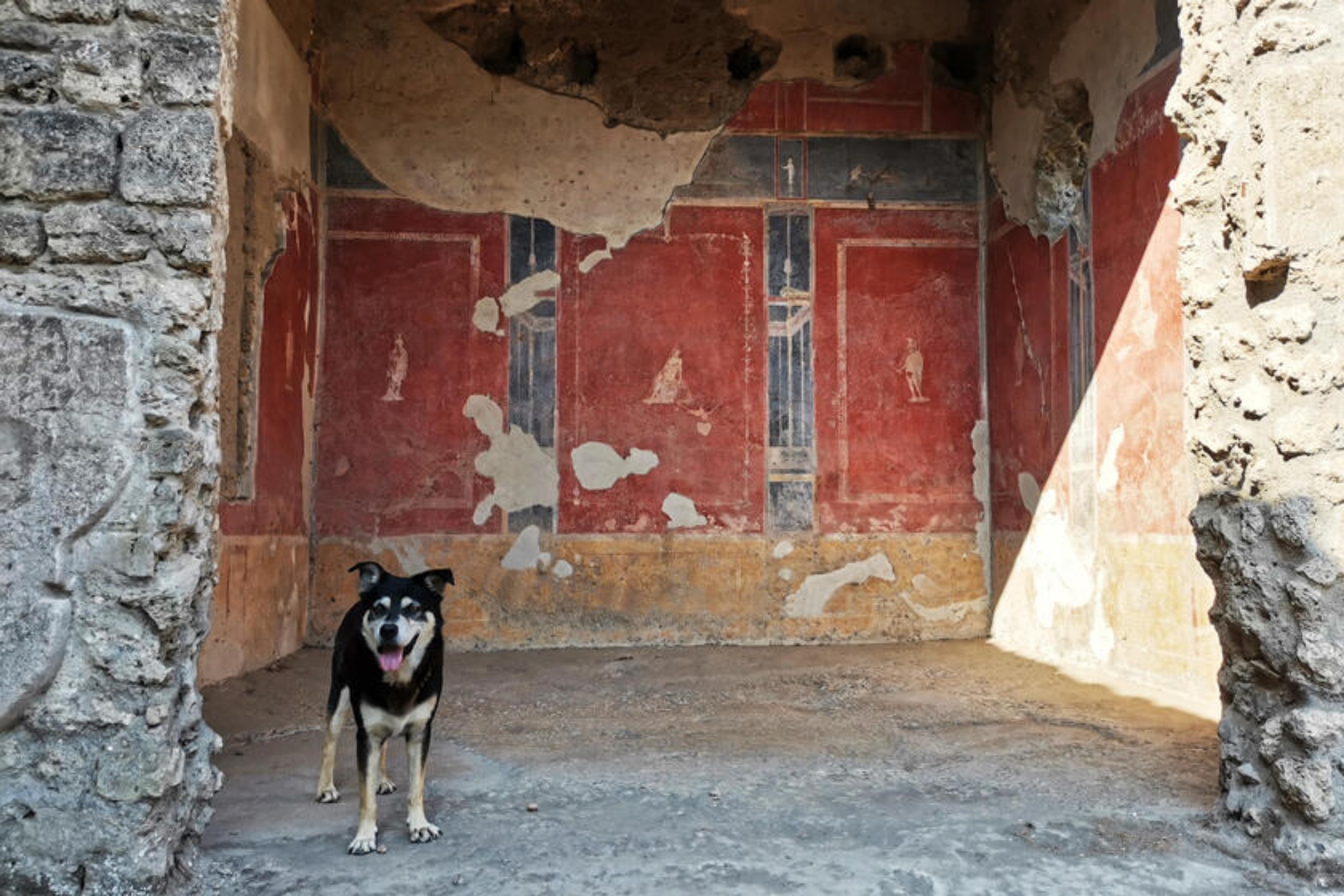 argo il cane del sito archeologico di pompei è morto