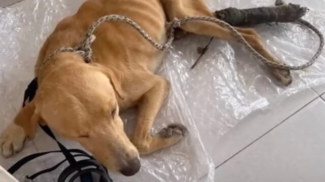 Era visibilmente in difficoltà e si trascinava nell’indifferenza di tutti: questo cane è sopravvissuto al peggio – Video