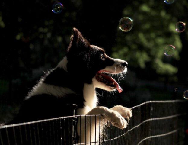 Esiste un’azienda i-Tech che sta cercando tutti i modi per migliorare la vita del tuo cane