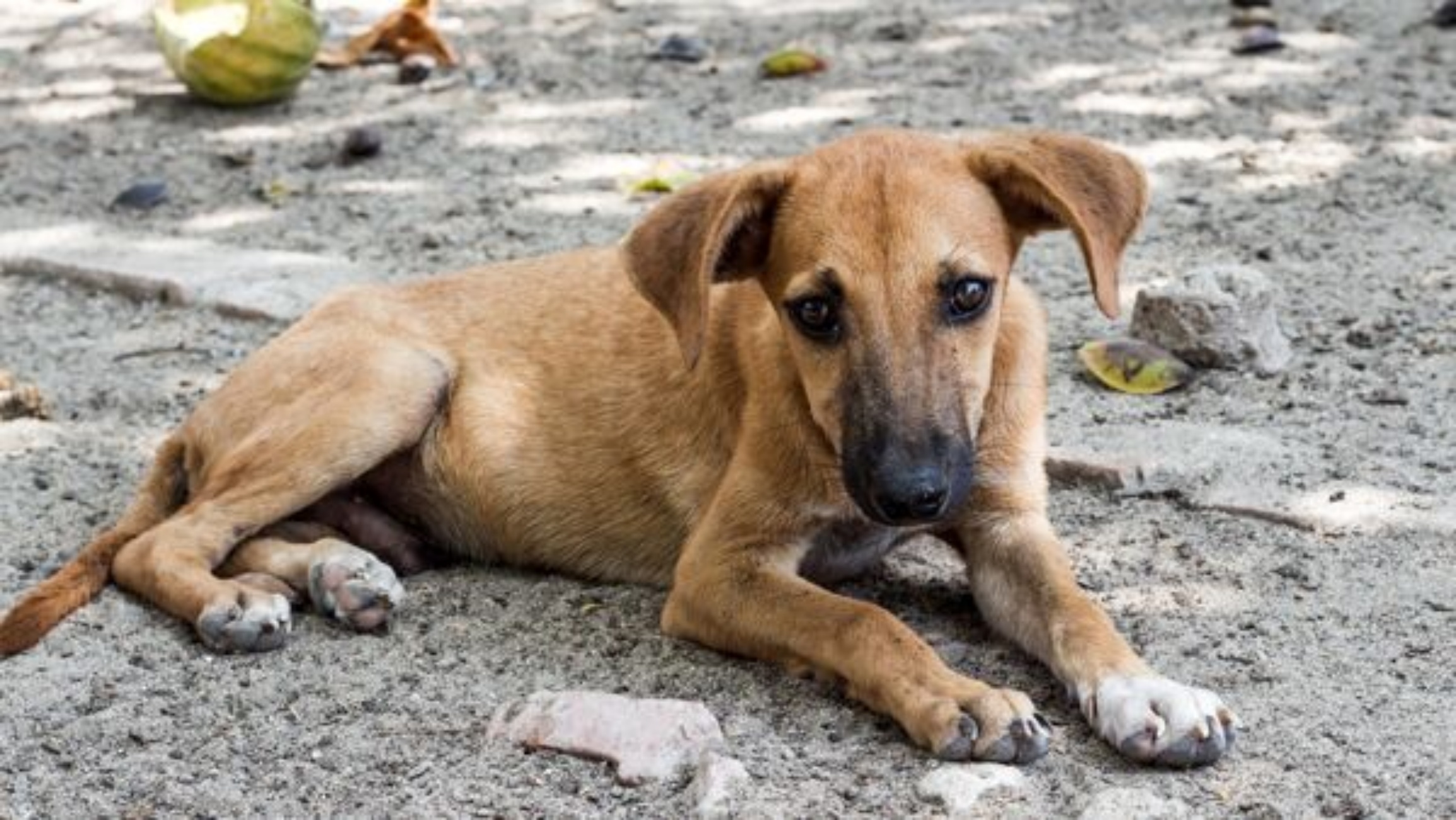 giustizia per chi abbandona i cani