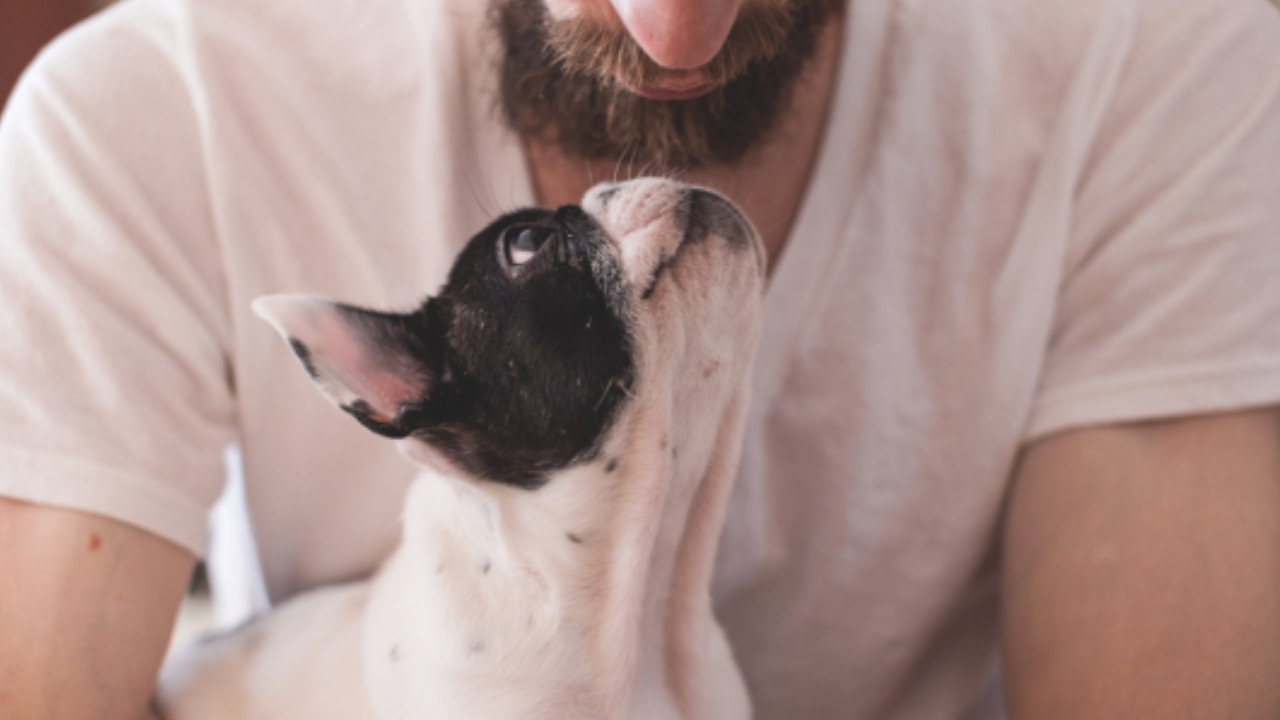 Cane annusa l’uomo