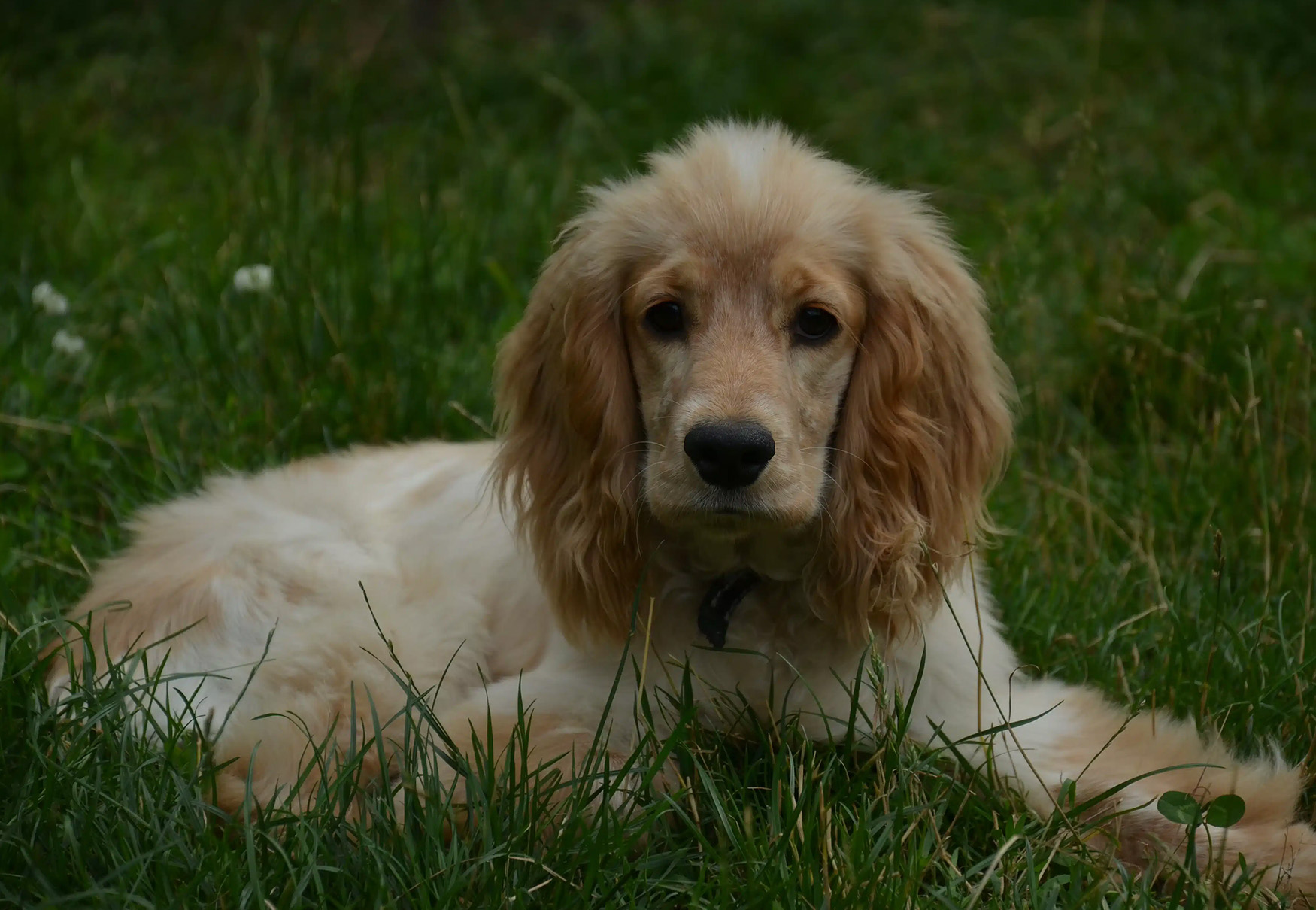 cucciolo di cocker